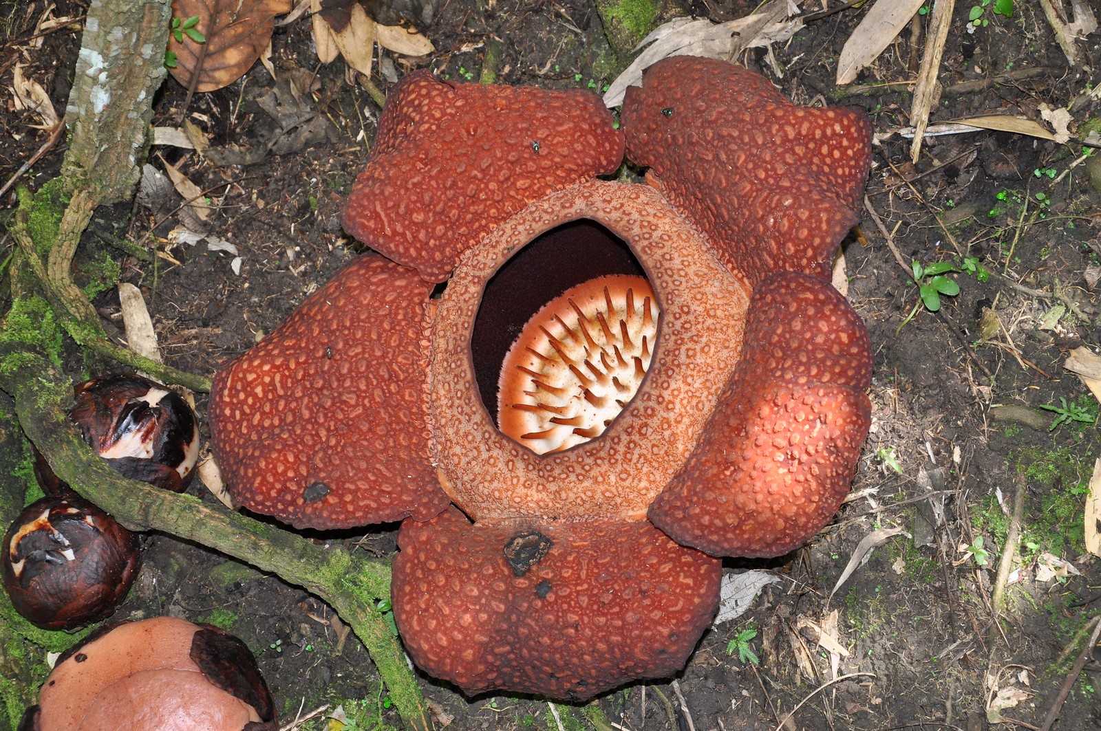 Flor mas grande del mundo (Rafflesia arnoldii) - PictureThis