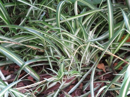 blue chalk stick succulent Blue Chalk Sticks Succulent Cutting - Healthy Rare Live Plant - Easy Care