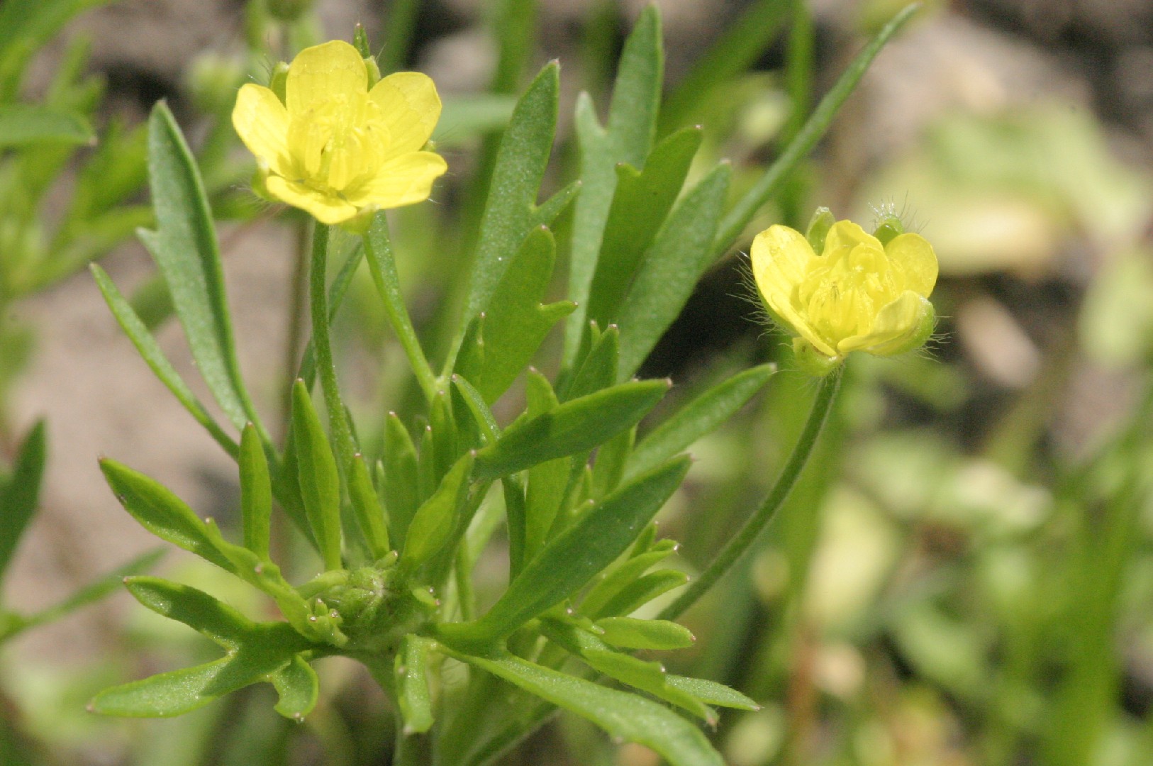 Renoncule des champs (Ranunculus arvensis) - PictureThis