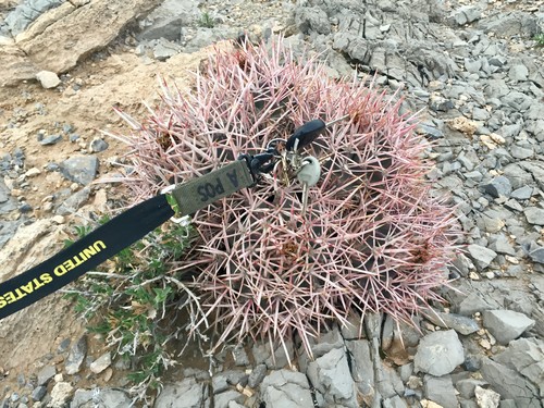 タイリュウカン（大竜冠） (Echinocactus polycephalus) - PictureThis
