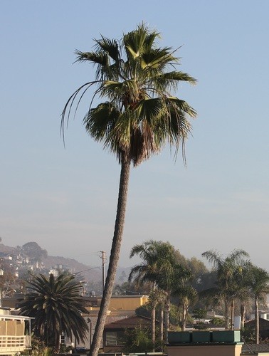 ワシントンヤシモドキ　？ ワシントンヤシモドキ - Wikipedia