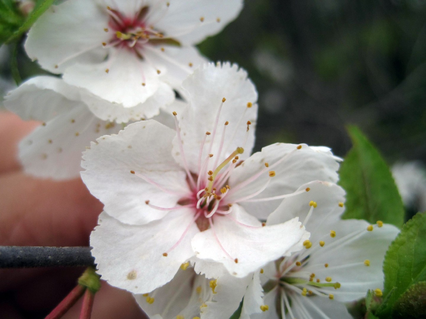 PictureThis - (Prunus nigra) خوخ أسود