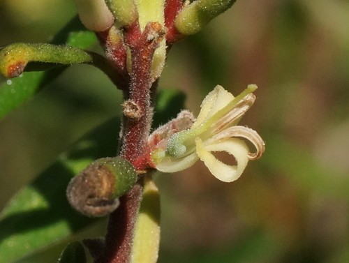 Persoonia (Persoonia)