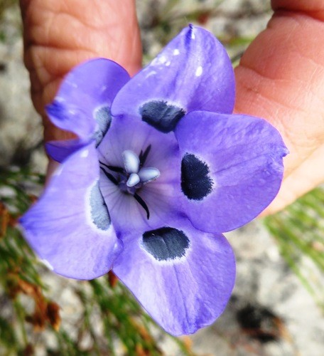 Roella ciliata PictureThis