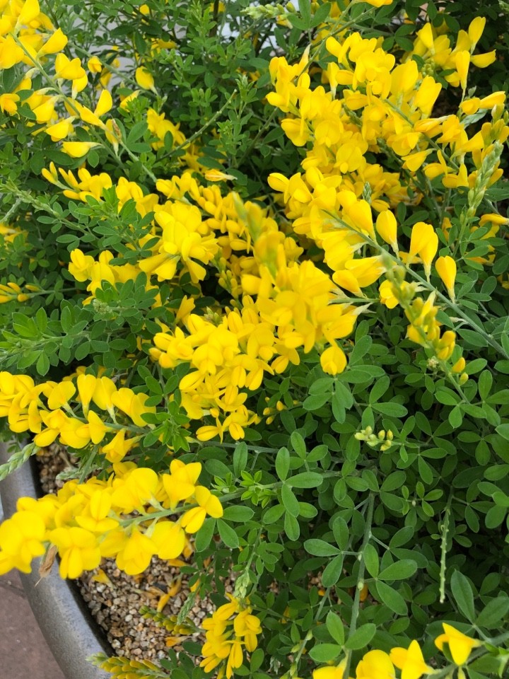 ムレスズメ（群雀）の判定方法 (Caragana sinica)