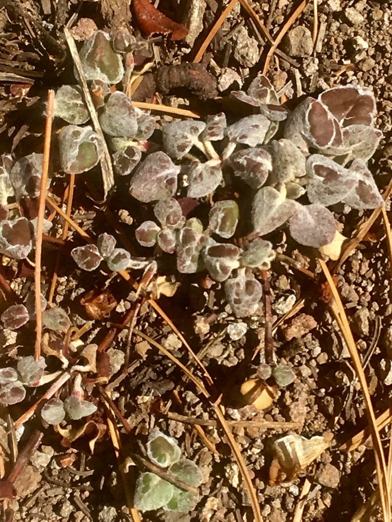Eriogonum marifolium PictureThis