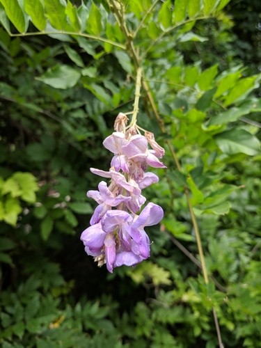 Chinesischer Blauregen - Wisteria sinensis (Pflege, Merkmale, Blume,  Bilder, Giftig)