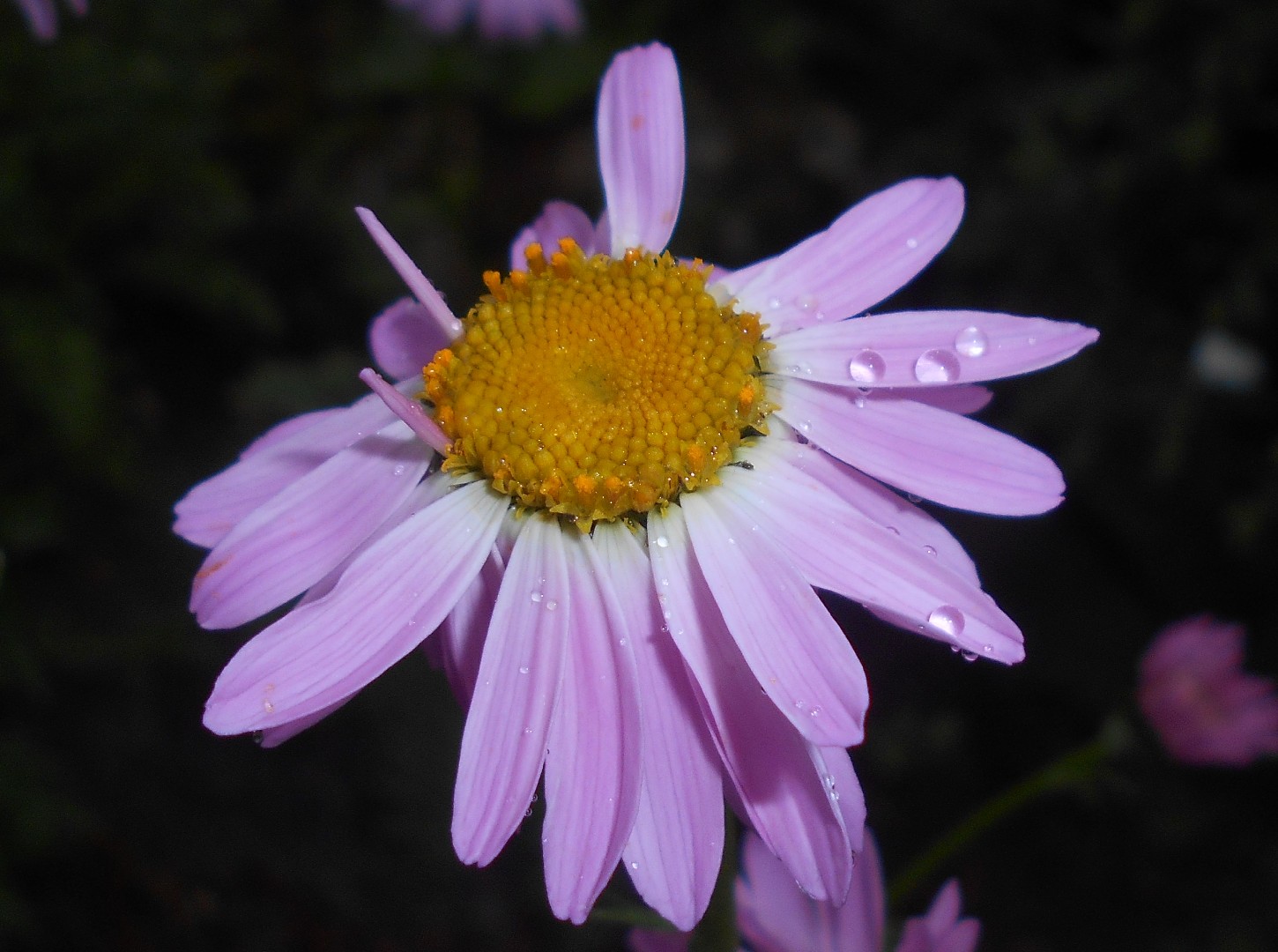 アカバナムシヨケギク（赤花虫除菊） (ケア, 特徴, 花, 画像)