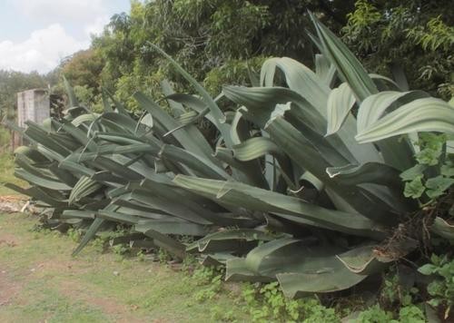 Giant agave (Agave mapisaga) - PictureThis