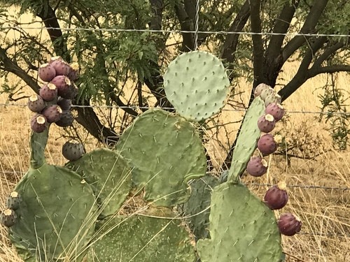 Nopal tapon (Opuntia robusta) - PictureThis