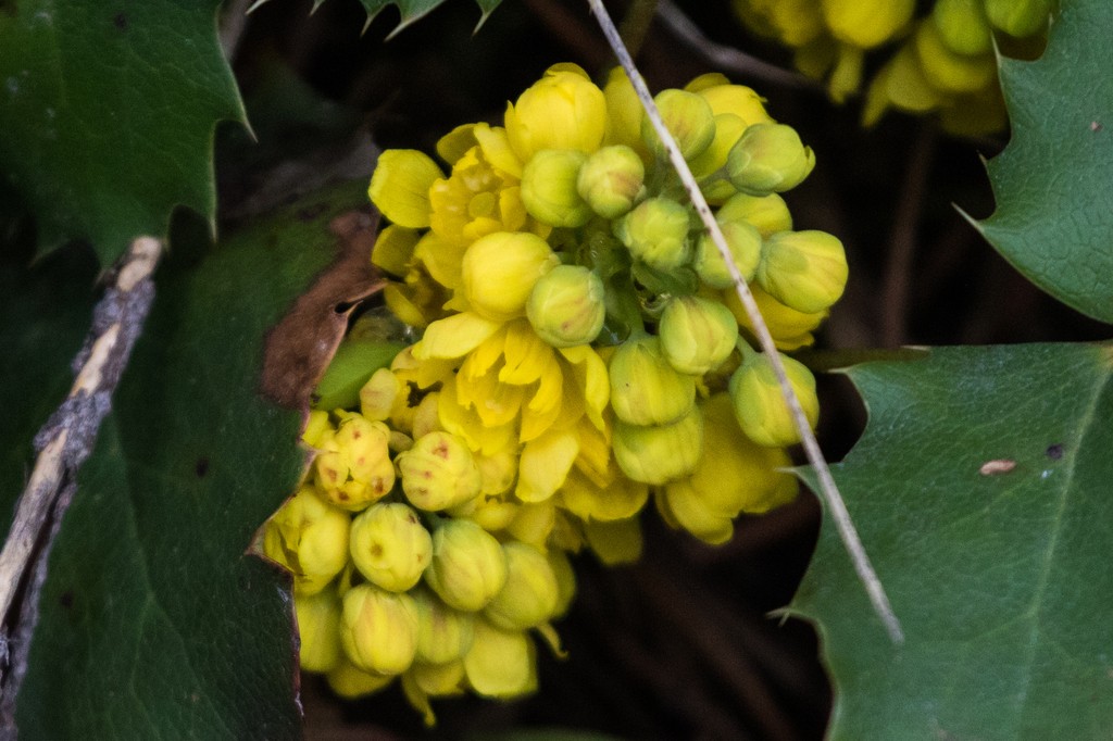 Kriechende mahonie - Berberis repens (Pflege, Merkmale, Blume, Bilder,  Giftig)