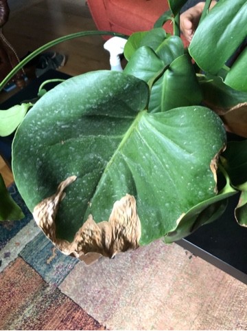 How to Grow and Care for Monstera Deliciosa Albo Variegata 'Contorta'