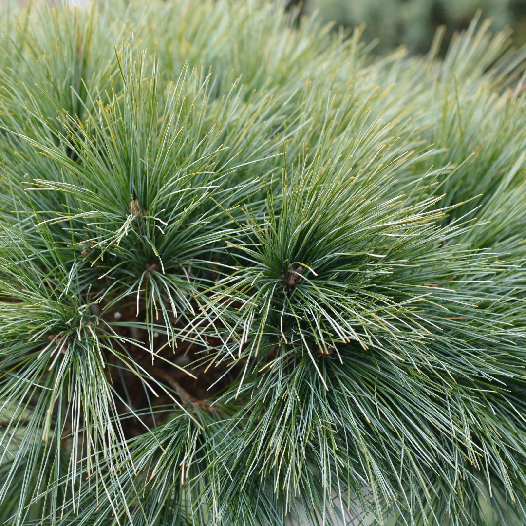 Image of Monterey Pine shrub