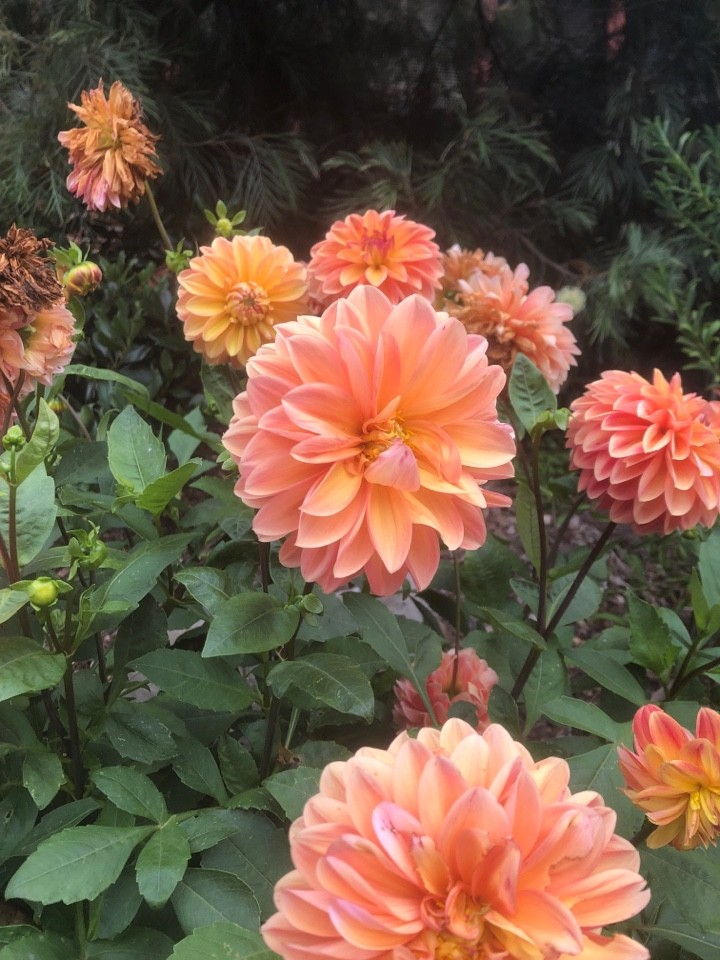 ダリア 'Apricot Desire' (Dahlia 'Apricot Desire') - PictureThis