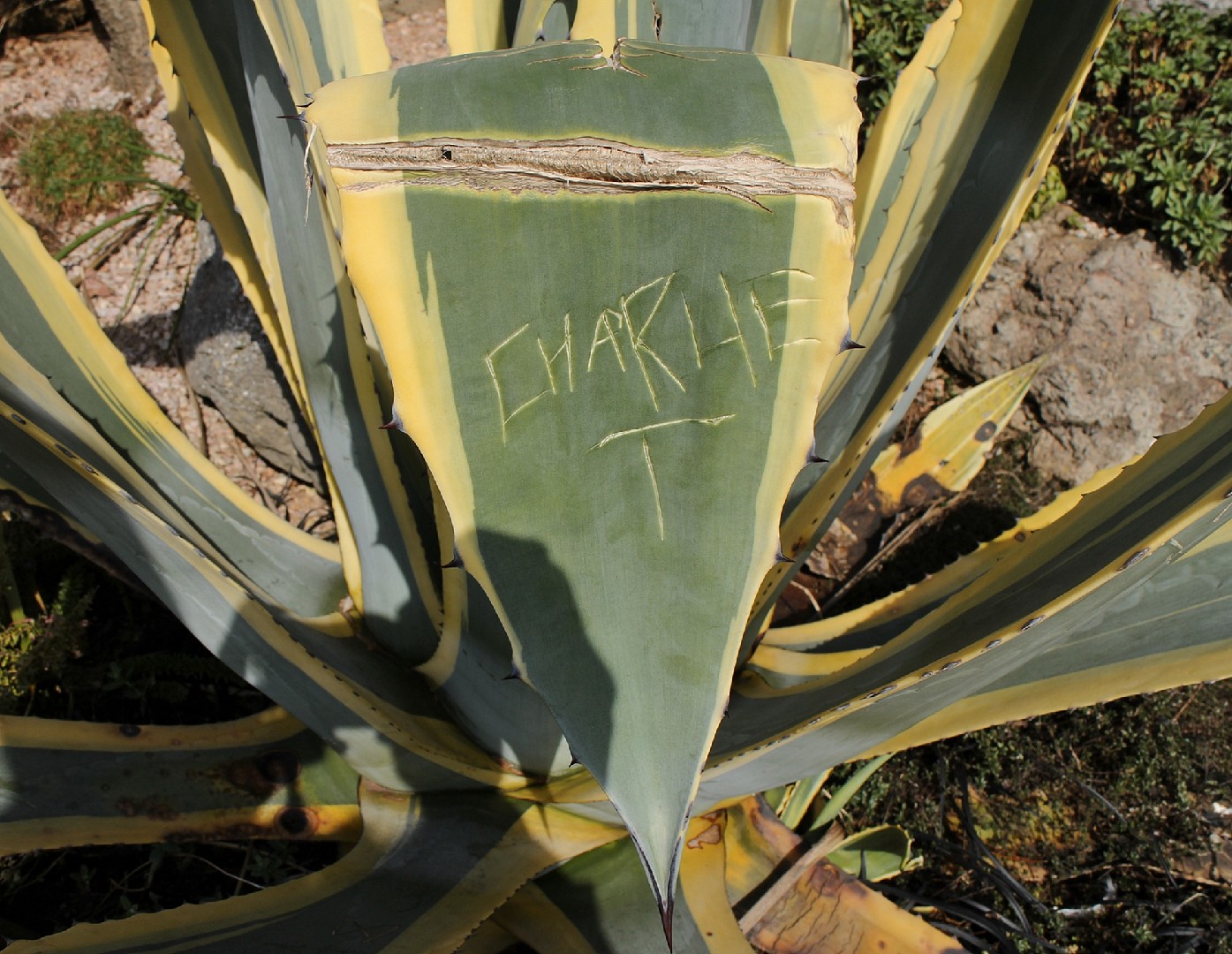 Ist Agave americana 'Variegata' giftig?