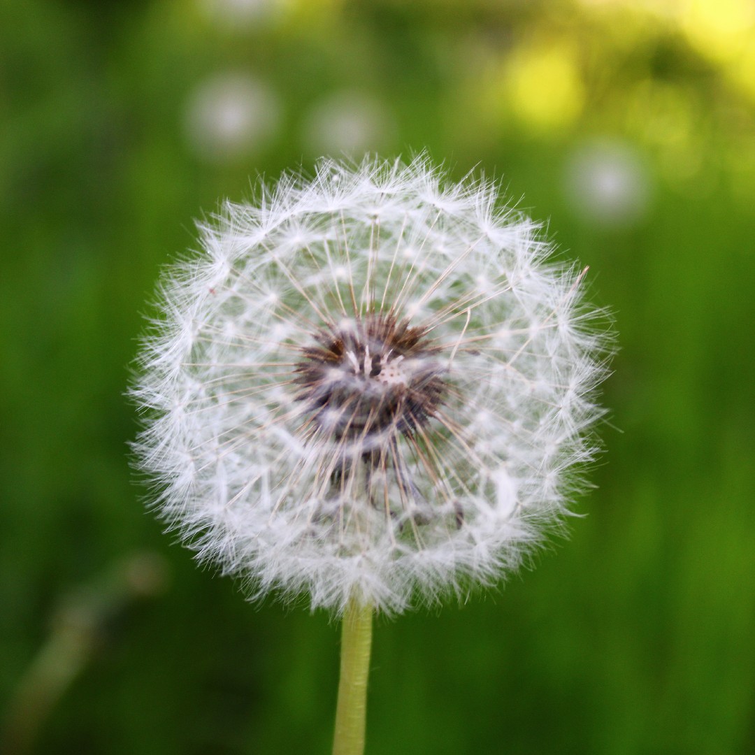 Is a Calm Down Corner Better than a Time Out? - Dandelion Seeds