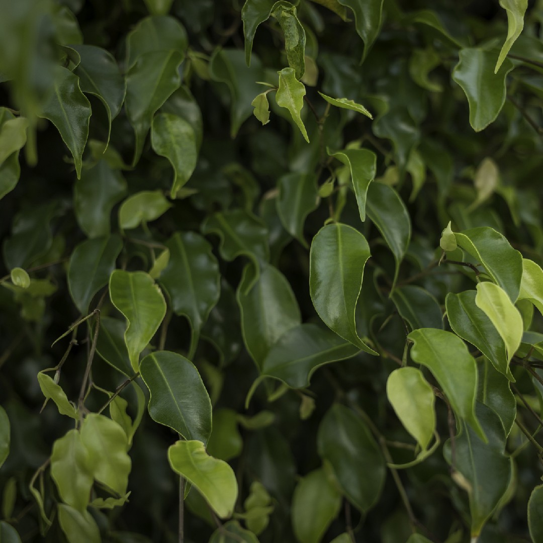 Plante en pot de Ficus benjamina et flacon vaporisateur vert sur