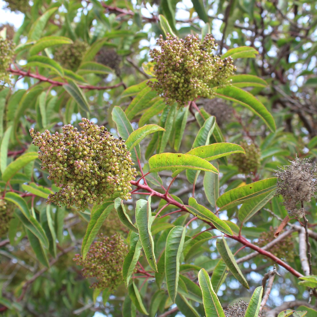 Laurel sumac (Malosma) Flower, Leaf, Care, Uses - PictureThis