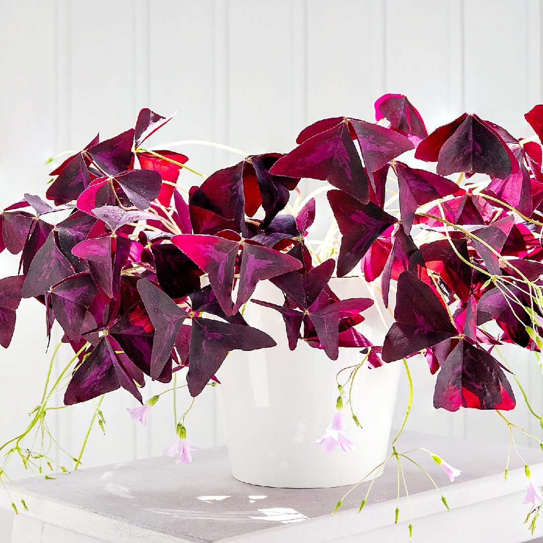 Oxalis pourpre (Oxalis triangularis) : entretien, arrosage