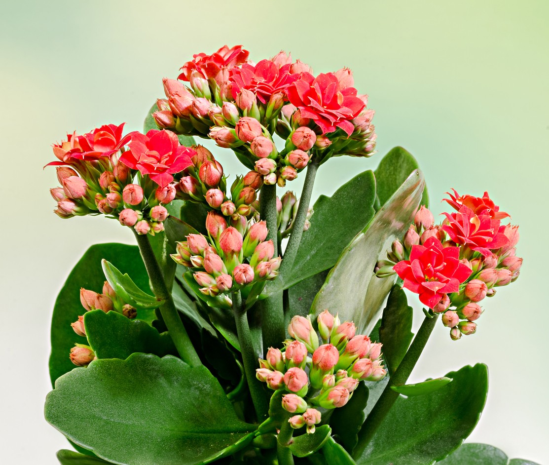 Kalanchoe Blossfeldiana Calandiva Red PictureThis