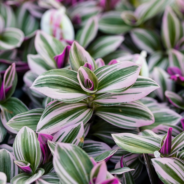 ムラサキツユクサ属 Tradescantia 花言葉 学名 よくある質問 Picturethis