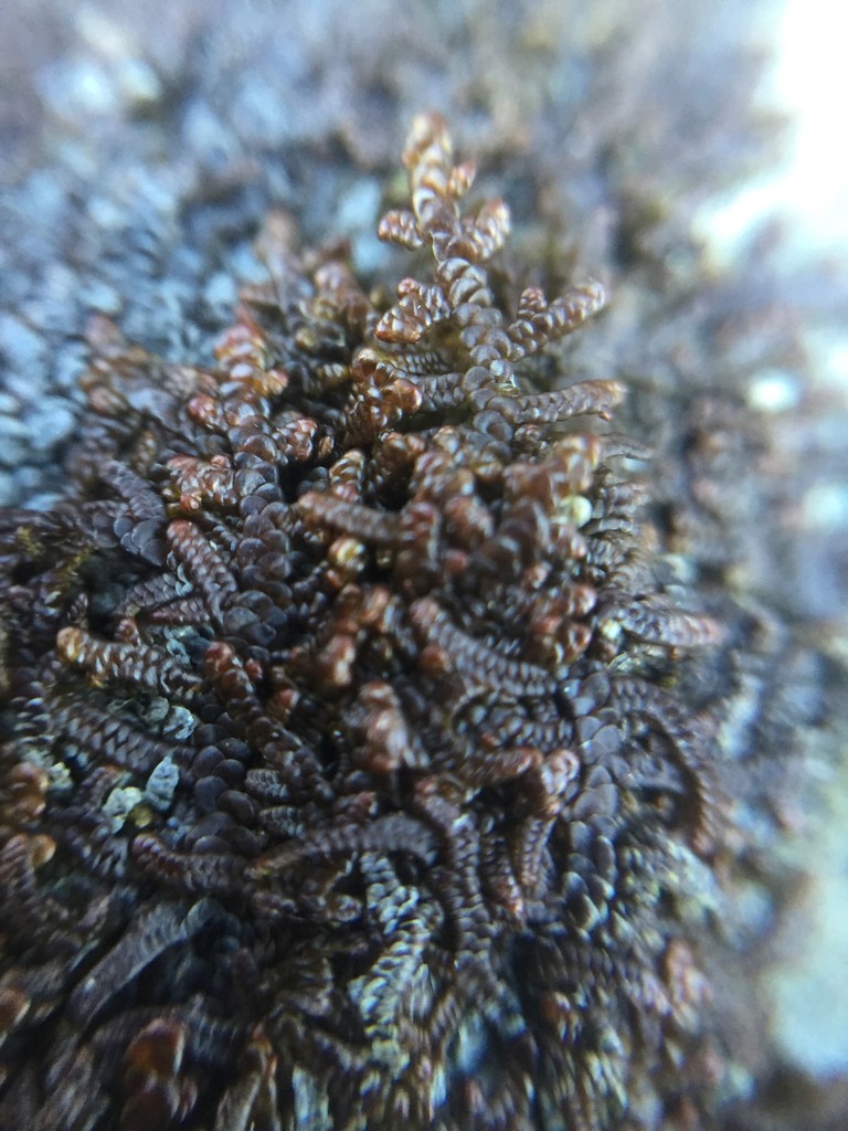 Porella Care (Watering, Fertilize, Pruning, Propagation) - PictureThis