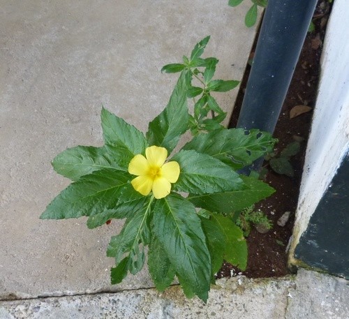 How to Grow and Care for Damiana