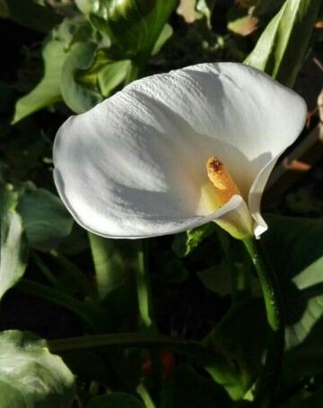 botanical art 【和蘭海芋】肉質画サインあり