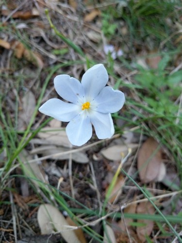 Prairie pleatleaf (Nemastylis geminiflora) - PictureThis
