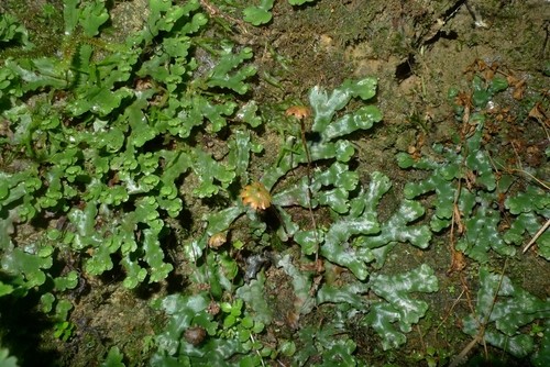 Marchantia foliacea PictureThis
