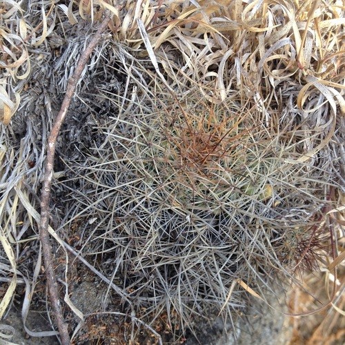 mammillaria elongata cristata Mammillaria Elongata Cristata (Brain Cactus) main image 1