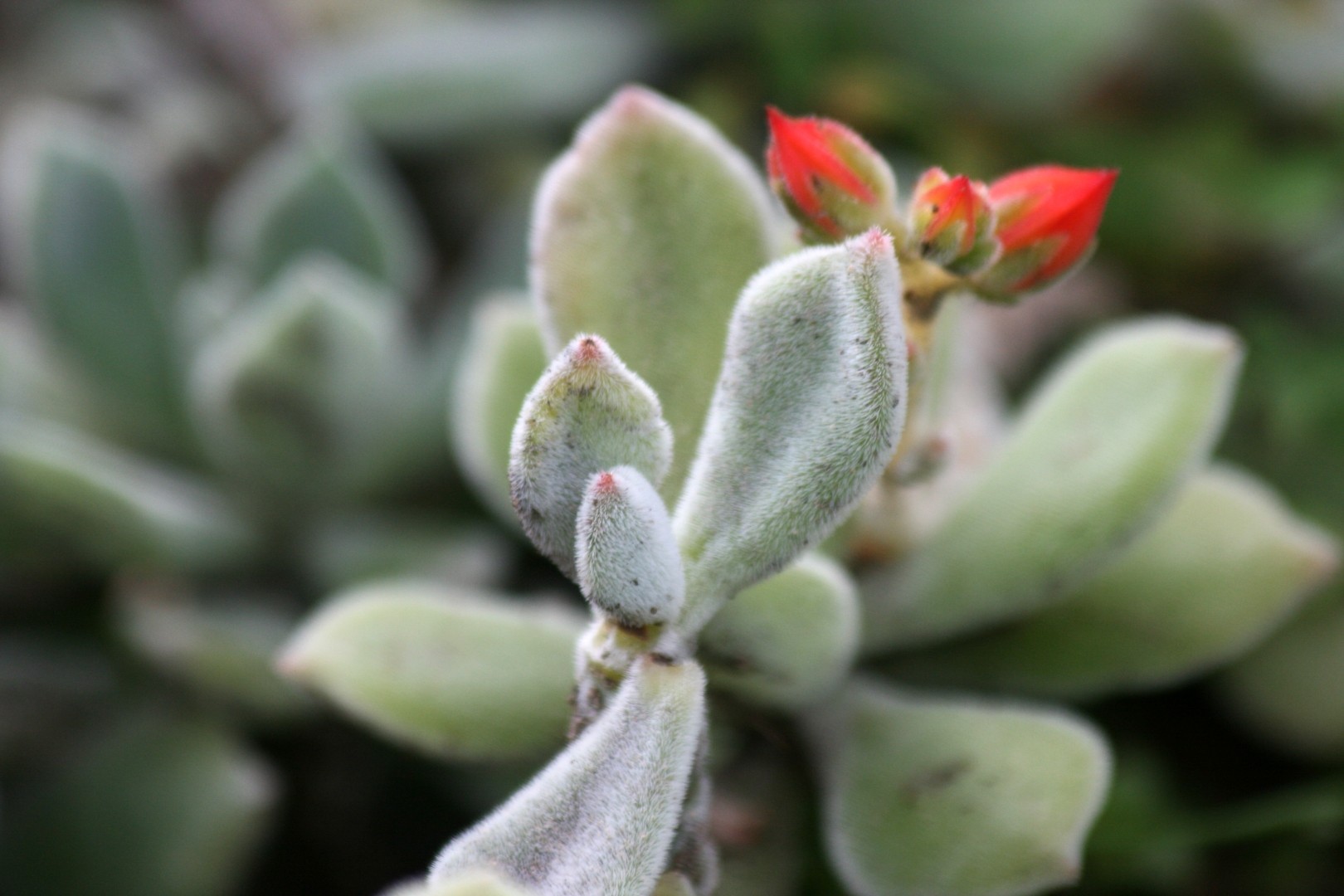 キンコウセイ（錦晃星） (ケア, 特徴, 象徴, 画像)