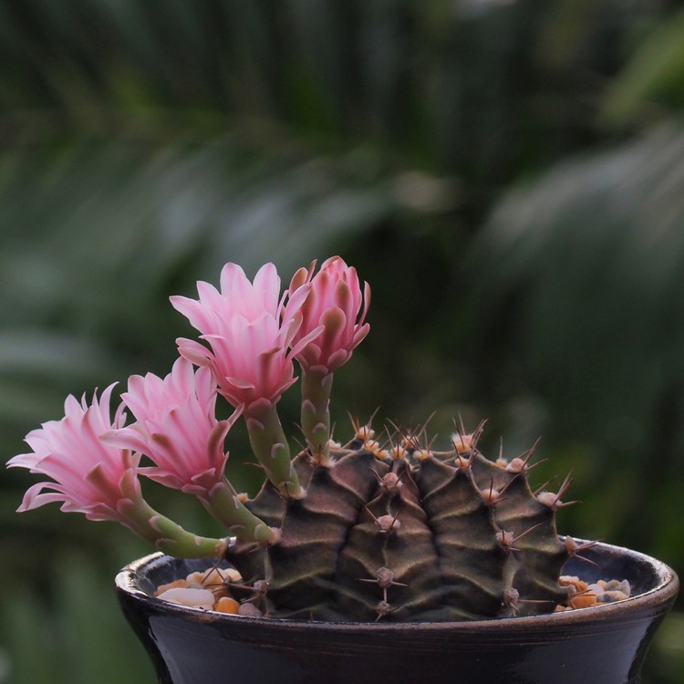 Cacto da Lua (Gymnocalycium mihanovichii) - PictureThis