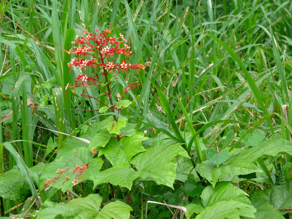 Pagoda flower (Clerodendrum paniculatum) Flower, Leaf, Care, Uses ...