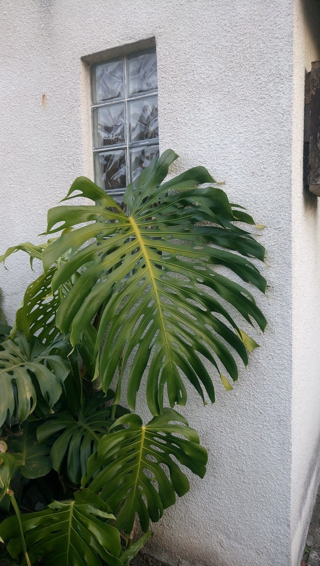 How to identify Swiss cheese plant (Monstera deliciosa)