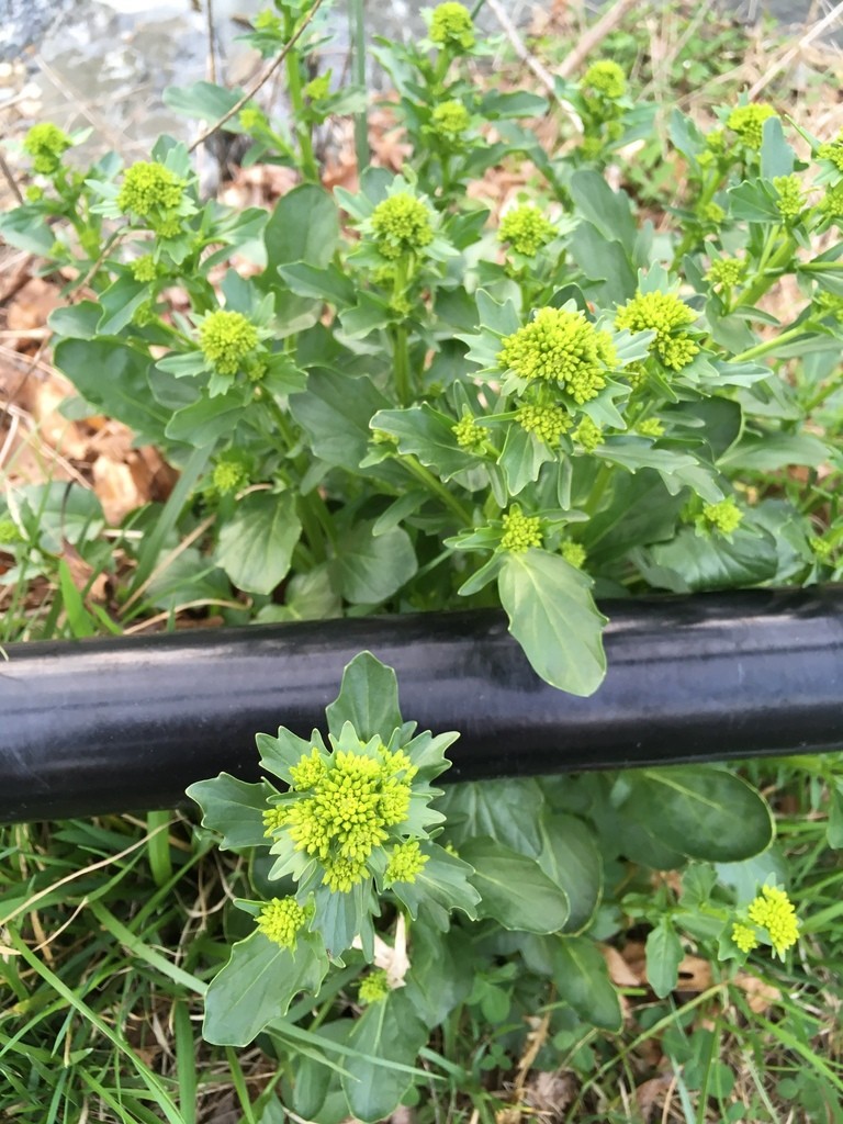 Winter cress (Barbarea) - PictureThis