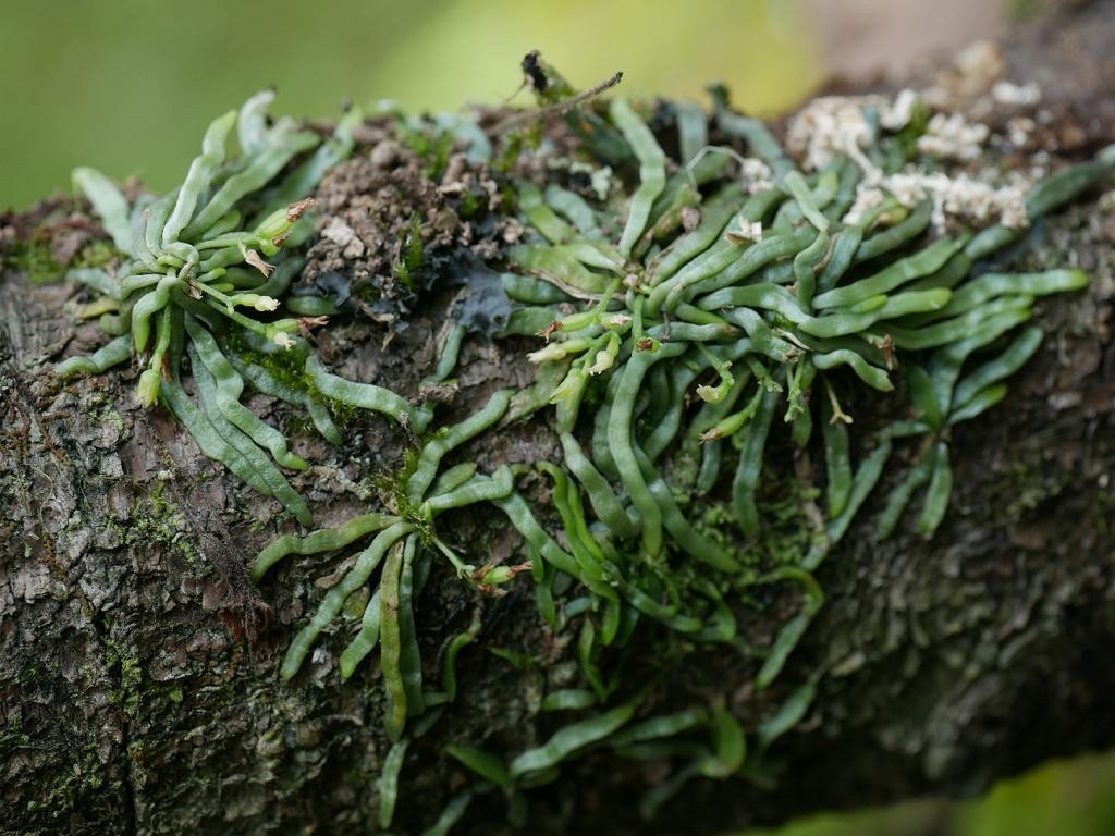 洋蘭原種(379) 無葉蘭　Taeniophyllum radiatum タエニロフィラム ラディアタム 蜘蛛蘭(Taeniophyllum glandulosum) - PictureThis