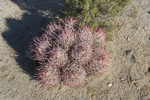 タイリュウカン（大竜冠） (Echinocactus polycephalus) - PictureThis