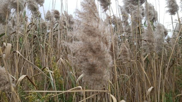 VKontakte-da porno jinsiy oral seks fotosuratlari