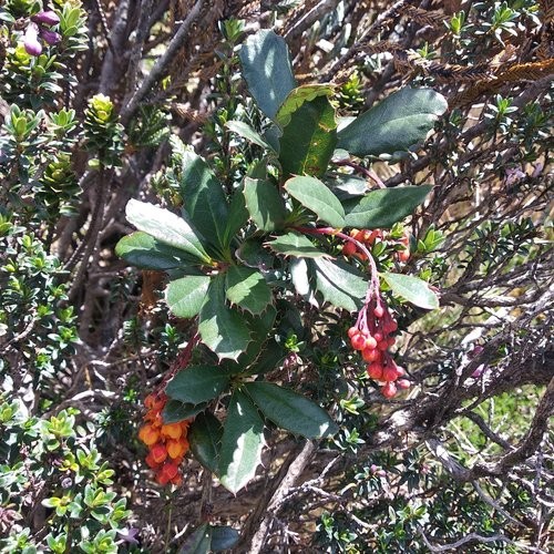 salmon barberry (Berberis) Flower, Leaf, Care, Uses PictureThis