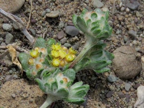 ヘリクリサム属 (分類, 特徴, 分布, 画像)