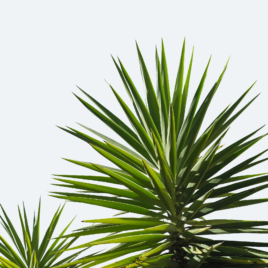 riesenpalmlilie (yucca gigantea) - picturethis
