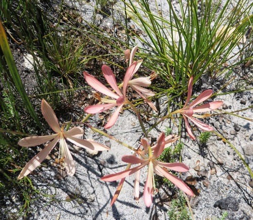 Geissorhiza exscapa PictureThis