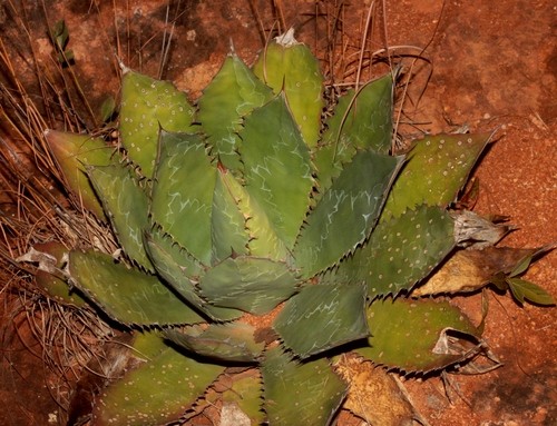 Agave maximiliana - PictureThis