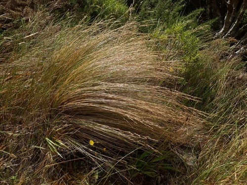 Poa cita PictureThis