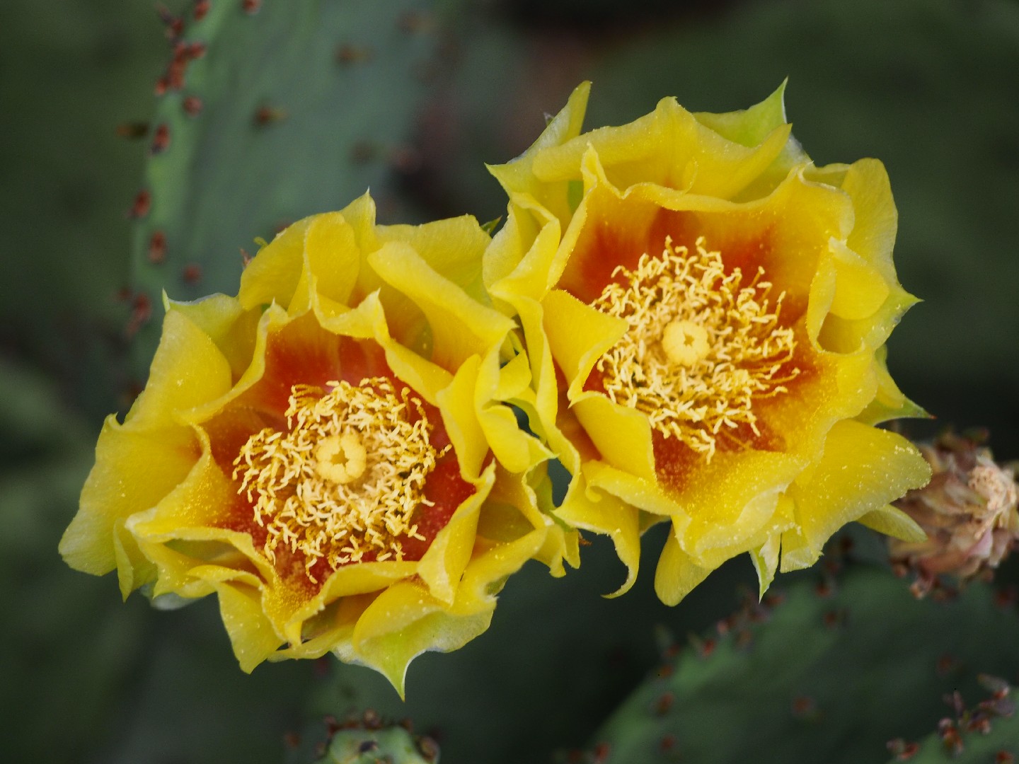 オプンチア・フミフサ (Opuntia humifusa) - PictureThis