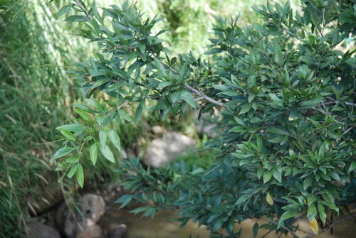 Zygia longifolia PictureThis