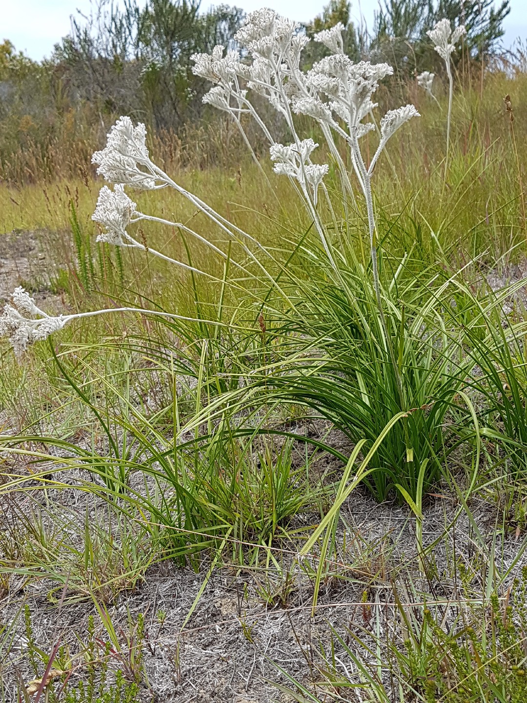Lanaria lanata PictureThis