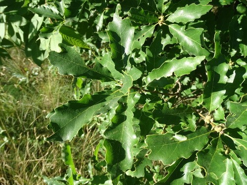 Roble castaño exfoliante (Quercus prinoides) - PictureThis