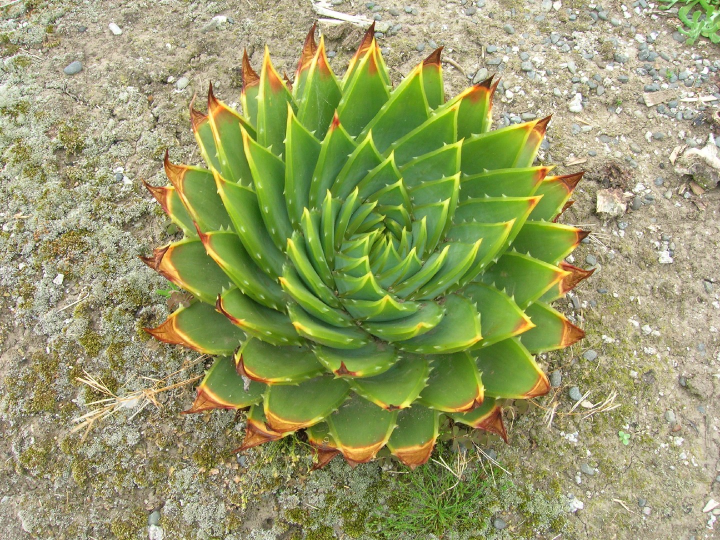 Spiralaloe - Aloe polyphylla (Pflege, Merkmale, Blume, Bilder)